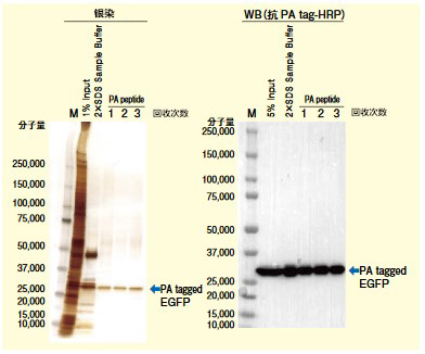 MagCapture™ HP抗PA tag抗体磁珠