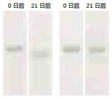 即用型彩色蛋白预染Marker，稳定型