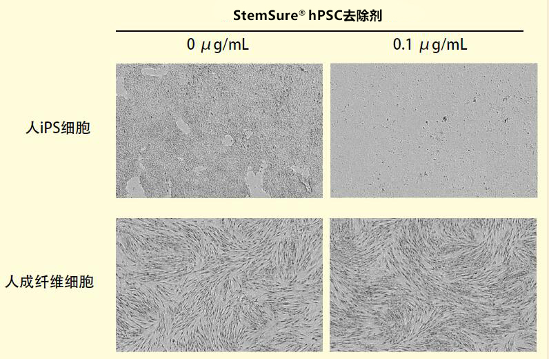 StemSure® hPSC去除剂【rBC2LCN-PE38】