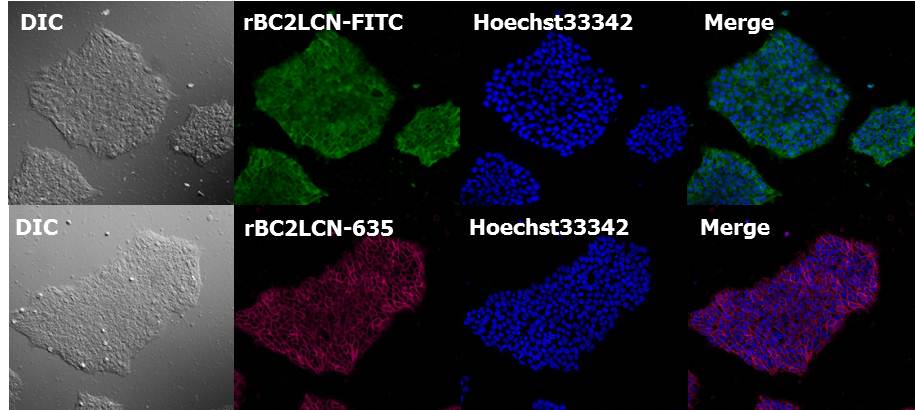 荧光标记rBC2LCN（AiLecS1）