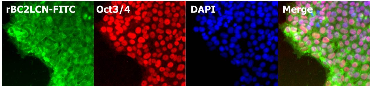 荧光标记rBC2LCN（AiLecS1）