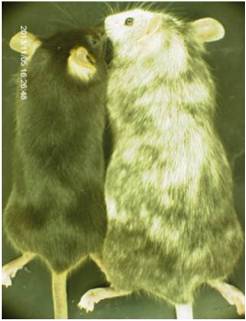 ES细胞・iPS细胞培养用血清代替品