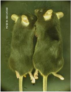 ES细胞・iPS细胞培养用血清代替品