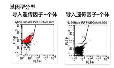 ES细胞・iPS细胞培养用血清代替品