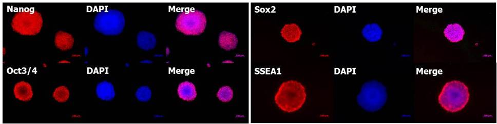 ES细胞・iPS细胞培养用血清代替品