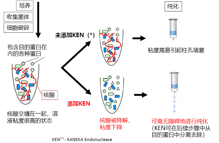 无内毒素和动物源的核酸内切酶