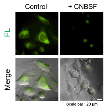 CNBSF ＜Irreversible GST Inhibitor＞