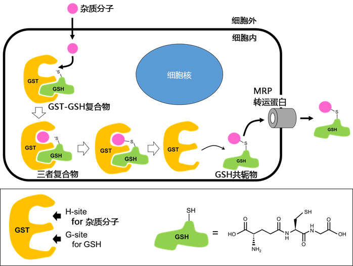 CNBSF ＜Irreversible GST Inhibitor＞