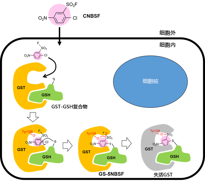 CNBSF ＜Irreversible GST Inhibitor＞