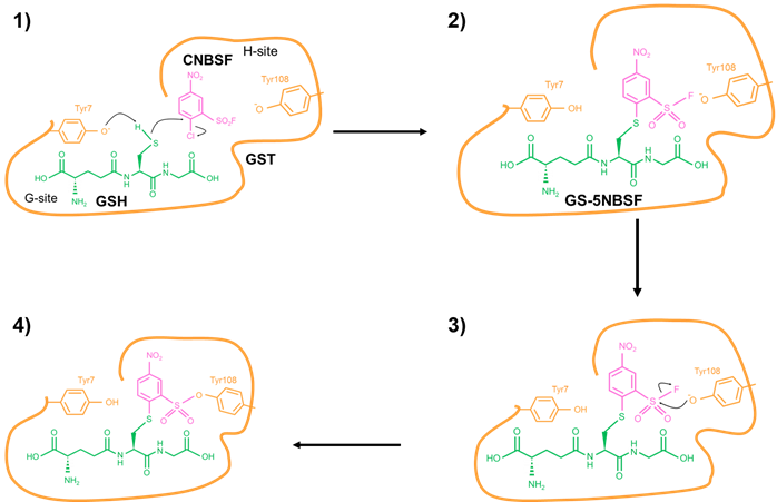 CNBSF ＜Irreversible GST Inhibitor＞