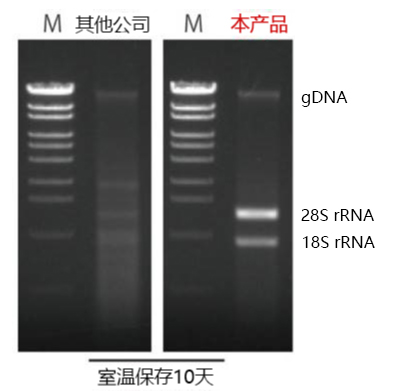 Gene Keeper RNA & DNA stabilization solution