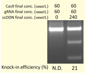 GenomONE ®- GE