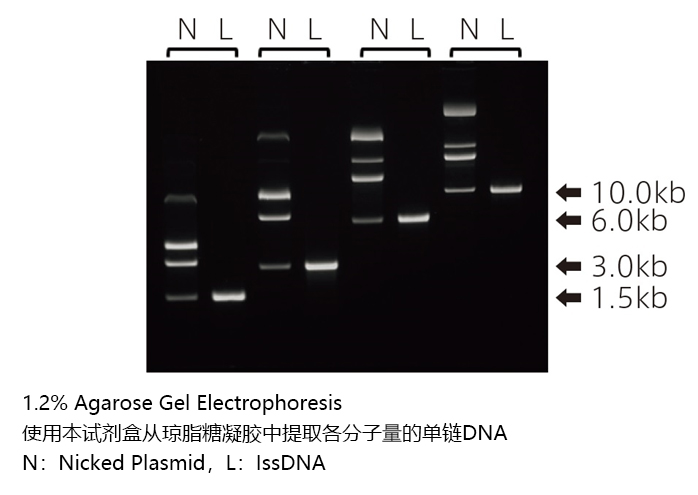 Long ssDNA Gel Extraction Kit