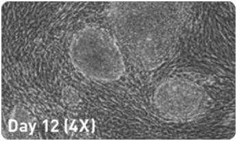 microRNA增强试剂盒