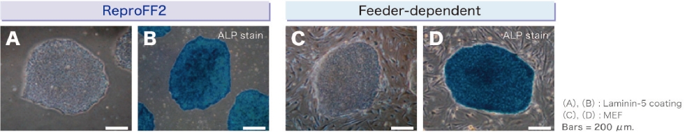 灵长类胚胎干细胞/诱导多能干细胞培养基