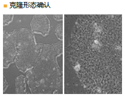 StemSure® 人多能干细胞培养基