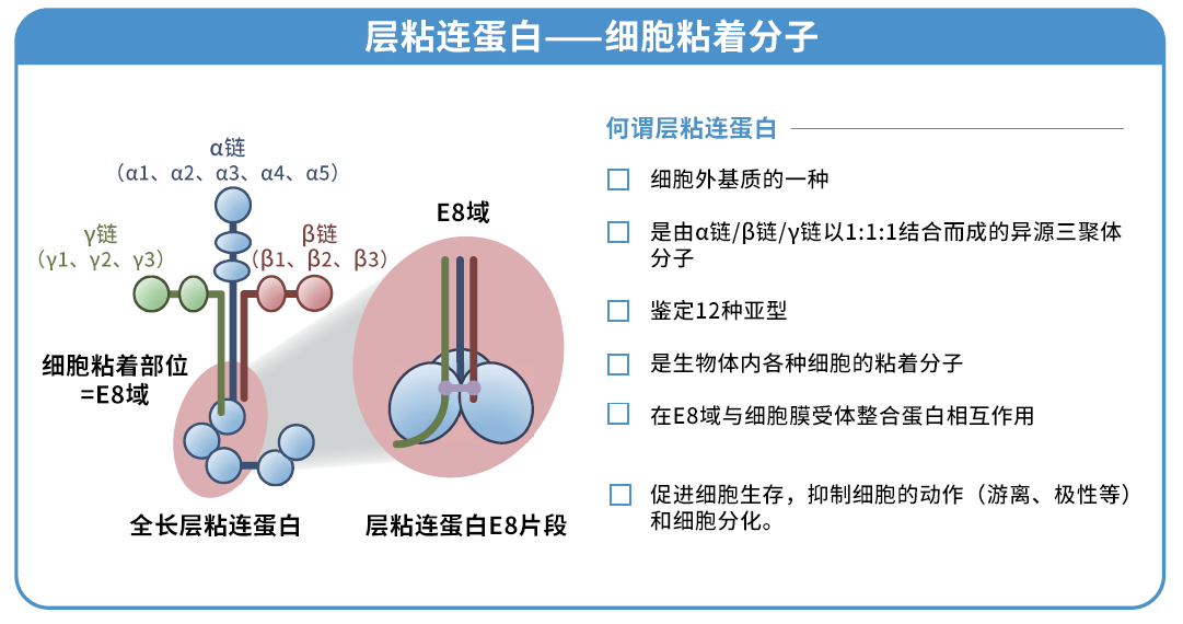 细胞培养基质 层粘连蛋白511
