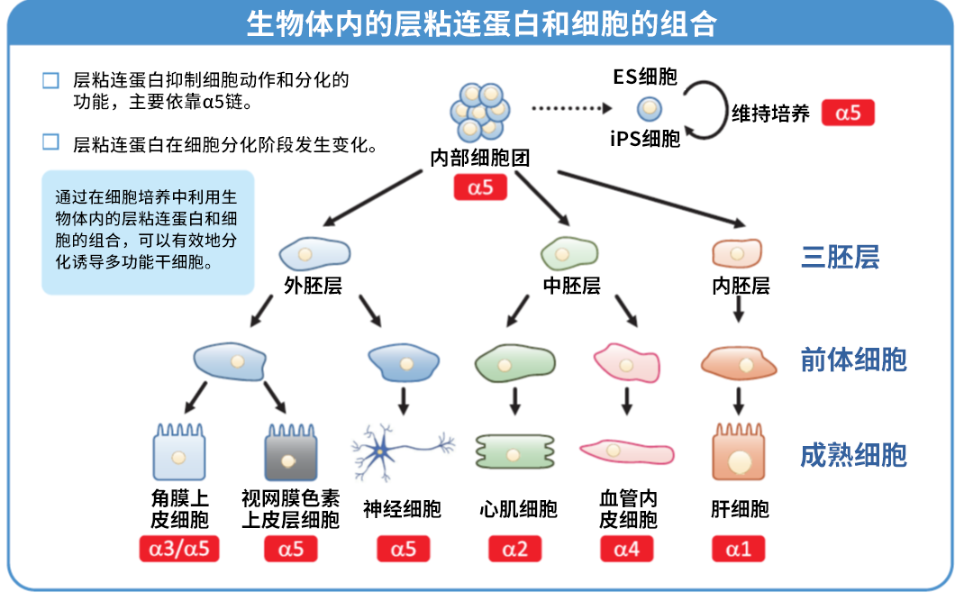 细胞培养基质 层粘连蛋白511