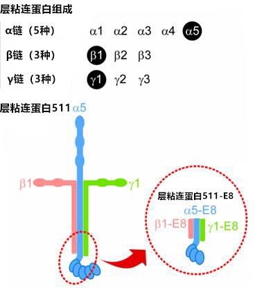 细胞培养基质 层粘连蛋白511