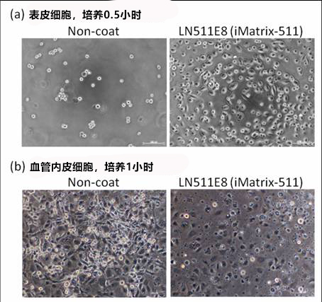 细胞培养基质 层粘连蛋白511