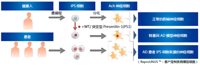 人iPS细胞来源的胆碱神经元祖细胞