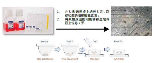 人iPS细胞来源的心肌细胞，用于高通量分析