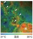 可检测细胞温度的荧光探针