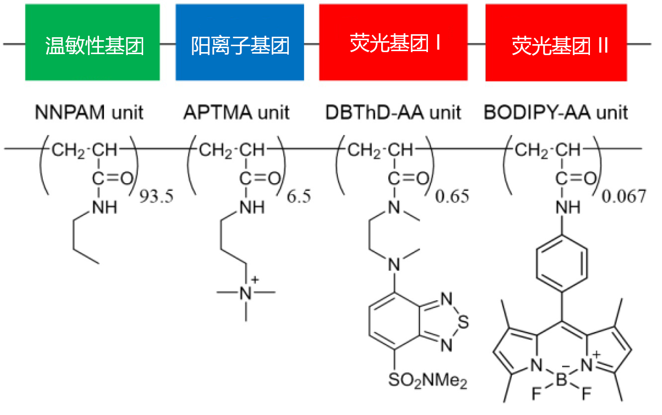 可检测细胞温度的荧光探针