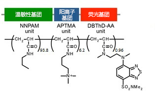 可检测细胞温度的荧光探针