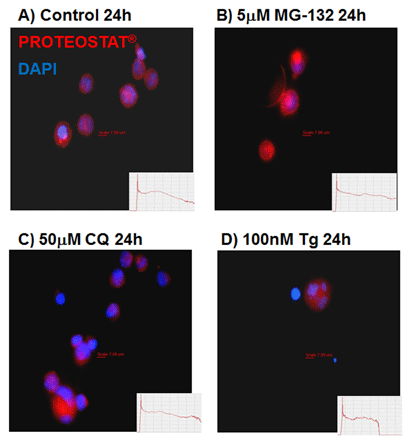 ProteoStat 蛋白聚集小体检测试剂盒