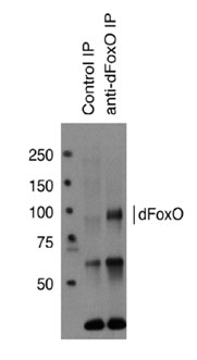 抗dFoxO多克隆抗体
