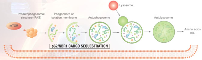 NBR1 ELISA kit