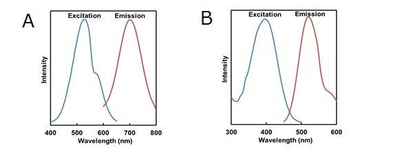 自噬荧光标记探针