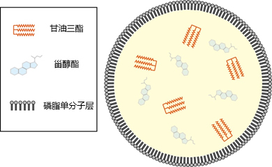 LipiDye®  Lipid Droplet Green