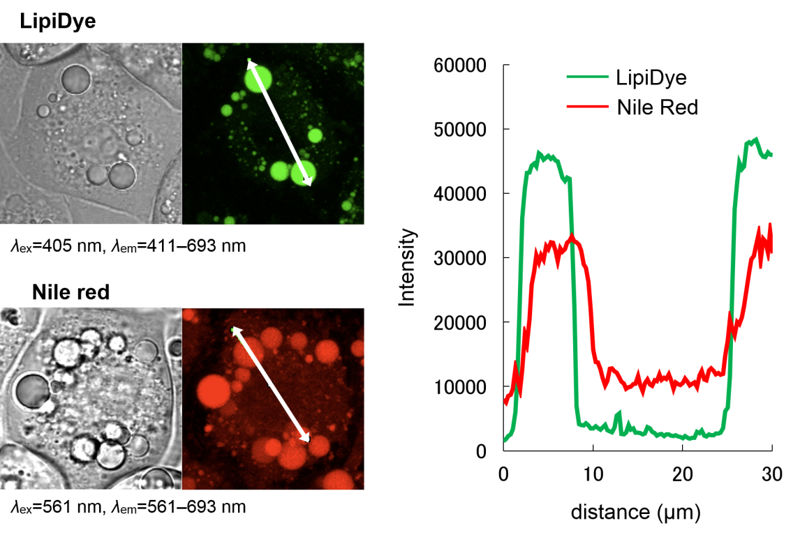 LipiDye®  Lipid Droplet Green