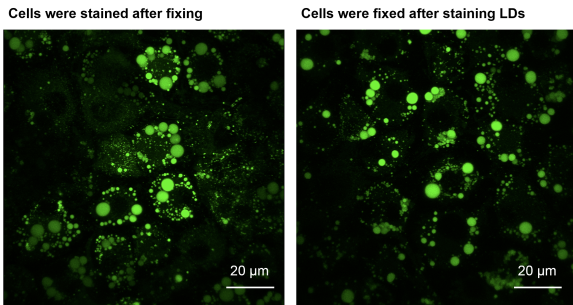 LipiDye®  Lipid Droplet Green