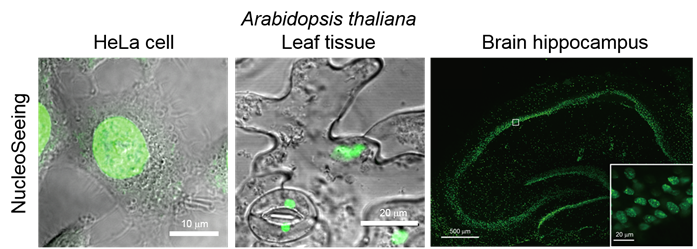 NucleoSeeing ＜Live Nucleus Green＞