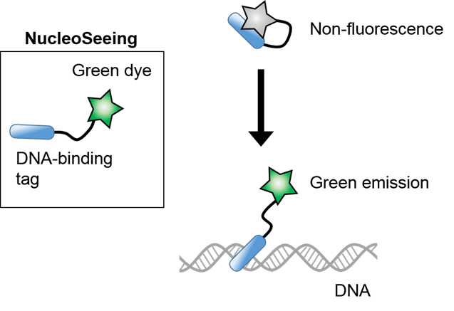 NucleoSeeing ＜Live Nucleus Green＞