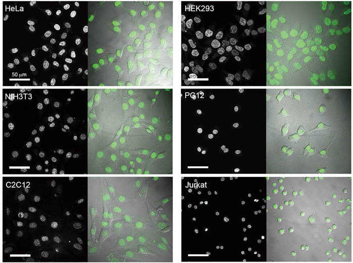 NucleoSeeing ＜Live Nucleus Green＞