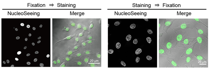 NucleoSeeing ＜Live Nucleus Green＞