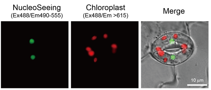 NucleoSeeing ＜Live Nucleus Green＞