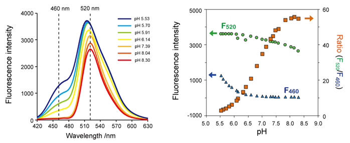 NucleoSeeing ＜Live Nucleus Green＞