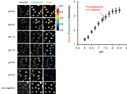 NucleoSeeing ＜Live Nucleus Green＞