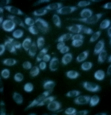 CytoSeeing（Reversible Cytoplasm Blue）