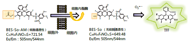 BES特异性荧光探针