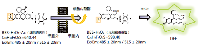 BES特异性荧光探针