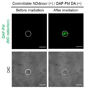 Controllable NOdonor