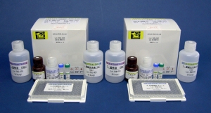 血蓝蛋白（KLH）（T细胞依赖性抗原）大鼠免疫球蛋白M（IgM） ELISA试剂盒