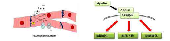 Apelin中和抗体
