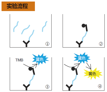 β-Amyloid ELISA 试剂盒